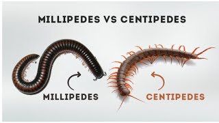 Get rid of Centipedes amp millipedes naturally  గాజు పురుగులు జెర్రులు పోవాలంటే ఇలా చెయ్యండి [upl. by Ydnis649]