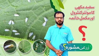 Effective control and prevention of whitefly  Department of RampD Jullundur Group 🇵🇰  ZARI MASHWARA [upl. by Eltsyrhc]