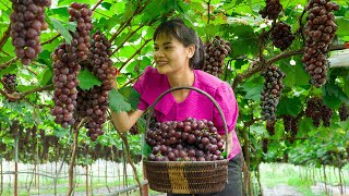 How She Harvest Grapes  Make Grape Jelly amp Cook Food For Children  Farm Life  Her Country Life [upl. by Joshia80]