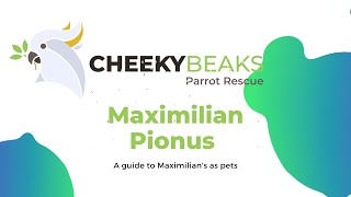 A guide to Maximilian Pionus parrots [upl. by Harden]