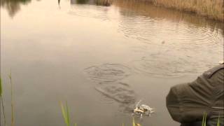 Fishing catching roach and rudd with macaroni Pike attacks hooked fish 4 times [upl. by Hgieloj]