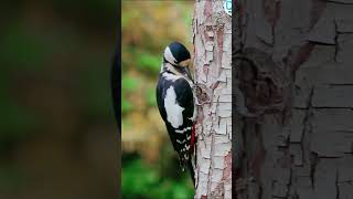 Pileated Woodpecker Pecking Wood youtubeshorts viralvideo Woodcuttingbird [upl. by Horst554]