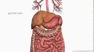 Introduction to the Digestive System Part 4  Accessory Organs  3D Anatomy Tutorial [upl. by Davine142]