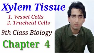 Xylem Tissue In Plants  Chapter 4  Biology Class 9th  Lec 44 [upl. by Enytsirhc580]