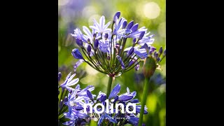 Plantenverzorging Agapanthus Summerlove with English subs [upl. by Cissiee]