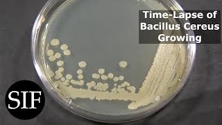 Time Lapse of Bacteria  Bacillus Cereus  Growing in Petri Dish [upl. by Llerraf800]