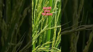 बासमती लगाए पैसे कमाए shortsvideo farming nature [upl. by Melonie]