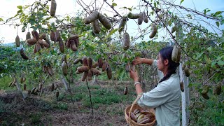 Akebia Quinata A Fruit will Explode when Ripe [upl. by Koralie]