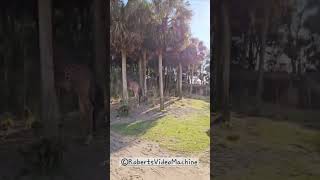 Giraffe Close Up at Kilimanjaro Safaris  Disneys Animal Kingdom giraffe kilimanjarosafari [upl. by Flann]