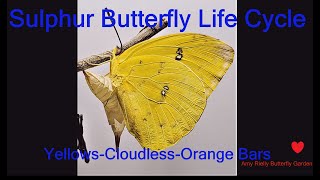 Sulphur Butterfly  The Complete Life Cycle [upl. by Morell3]