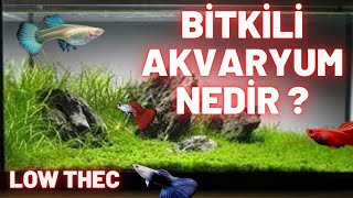 BİTKİLİ AKVARYUM NEDİR  LOW TECH bitkiliakvaryum lowthec [upl. by Pulcheria816]