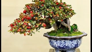 Cotoneaster horizontalis Bonsai  Rock Cotoneaster Rockspray Cotoneaster [upl. by Zurc]