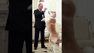 Russia’s President Vladimir Putin and his love for animals 🐾🌍 Putin AnimalLover geopolitics [upl. by Reyna]