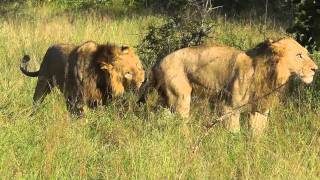 Lion Pride Ulusaba North [upl. by Cesaro]