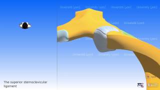 The Sternoclavicular Joint [upl. by Drarig149]