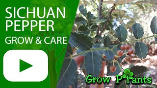 Sichuan pepper plant  grow care amp harvest Add spicy to your garden [upl. by Berte]