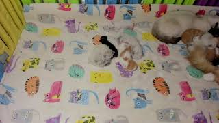 🐱 JUST CATTING  KITTEN LIVE STREAM 🐱 [upl. by Nitsirc]