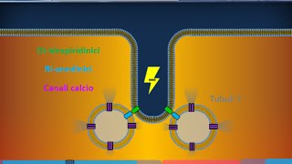 Istologia 40  Muscolare striato scheletrico [upl. by Oliy]