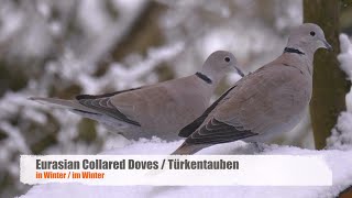 Eurasian Collared Doves Streptopelia decaocto in Winter [upl. by Gayle]