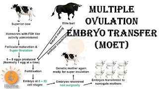 Multiple Ovulation Embryo Transfer  MOET  Animal Breeding  Dr Ghanshyam Jangid [upl. by Kristian]