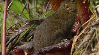 Bizarre Natural quotToiletquot Plant  Attenborough 60 Years in the Wild  BBC Earth [upl. by Yrkcaz]