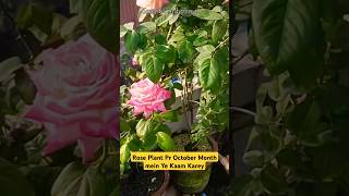 Rose Plant pr October Month mein Ye Kaam Karey rose plantcare gardening shorts october rosé [upl. by Kinsley]