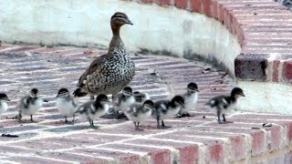 Baby Steps 13 Ducklings tackle the stairs Cute ducklings following mother [upl. by Angelique]