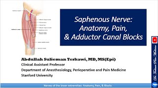 Saphenous nerve Anatomy Pain and Adductor Canal Block [upl. by Murdock]