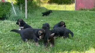 German shepherd puppies [upl. by Drofnelg275]