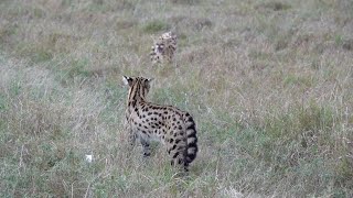 Two territorial servals meet [upl. by Nnylyak754]