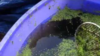 Tilapia Love Duckweed [upl. by Notrub]