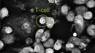 Labelfree Live Cell Imaging APC Tcells interactionactivation experiment [upl. by Mall]