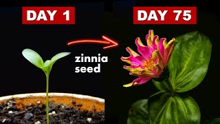 Growing Zinnia Flower From Seed  75 Days Time Lapse [upl. by Ponce]