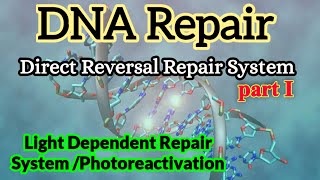 Light Dependent DNA Repair  Photoreactivation  DNA Repair [upl. by Ecaroh]