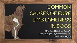 Forelimb lameness [upl. by Nagiem]