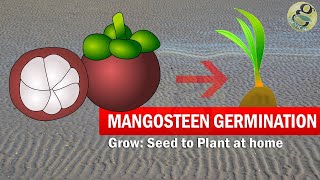 Mangosteen seed Germination with result TimeLapse  How to Grow Mangosteen From Seed [upl. by Woermer]