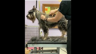 Standard Schnauzer Grooming Tutorial Mastering the Art of Stripping  Center Section Focus [upl. by Boucher]