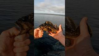 Rock fish in Northern California from the Jetty shorts fishing fish [upl. by Allebram824]