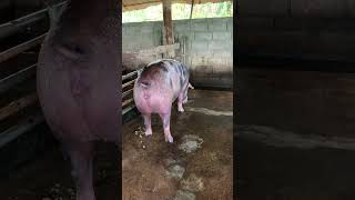 Super hug black mother pig Incredible pig breed farming pig shorts [upl. by Yznel336]