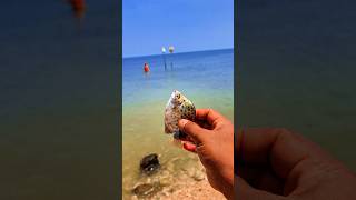 Found dead small rabbitfish among the corals on the beach shorts shortvideo viralshorts [upl. by Niuqauj152]