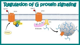 Desensitization of GPCR Regulation of G protein signaling by beta arrestin  Regulation by GRKs [upl. by Maxy]