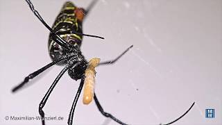 Nephila inaurata is eating [upl. by Gayn]