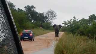 Angry Elephant Charges and Overturns a Car in the Kruger National Park [upl. by Ehtiaf897]