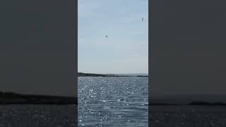 Watch the Gannets dive bomb for fish in the sea off of the Northumberland Coast at The Farne Islands [upl. by Reidar483]