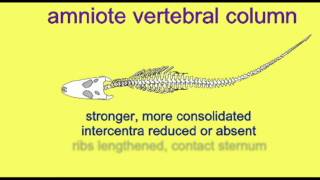 CVA AMNIOTE VERTEBRAL COLUMNavi [upl. by Padgett363]