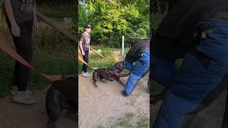 🏅Bodyguard dog training Cane Corso Prometheus protects the girl GUARDODESSA Odessa Ukraine [upl. by Nuawaj]