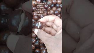 Macadamia Nut Ready for cultivation macadamia seed [upl. by Normandy]