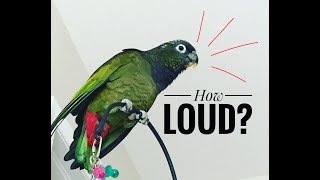 HOW LOUD is a SCREAMING PARROT  LISTEN to a PARROT SCREAM [upl. by Nailimixam571]