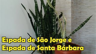 Qual a diferença da Espada de São Jorge e Espada de Santa Barbara Vamos plantar uma muda [upl. by Ingles]