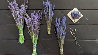 All About Lavender  identifying different varieties harvesting bundles and removing the buds [upl. by Inavihs]